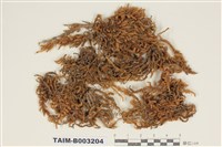 藏品(蔓苔科)的圖片